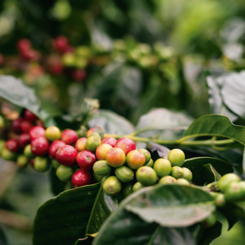 Café Kumanday - Colombia Supremo 500 gr x 1 - GRANO - Imagen 4