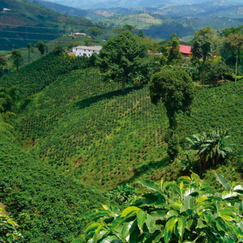 Café Kumanday - Colombia Supremo 500 gr x1 - MOLIDO - Imagen 4